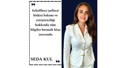 BİTKİLERİN DÜNYASI - SCHEFFLERA BİTKİSİ (ŞEFLERA)